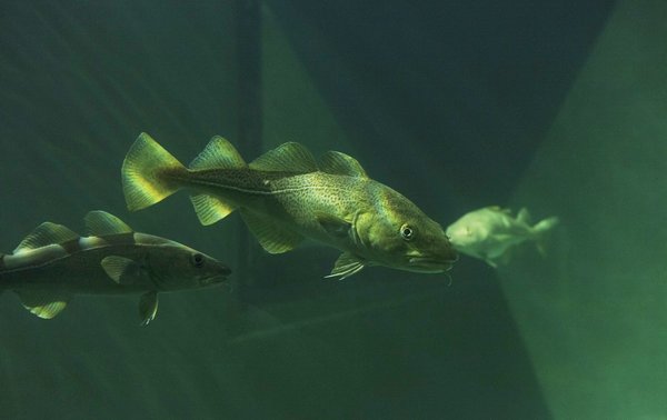 BACALHAU_AQUARIO