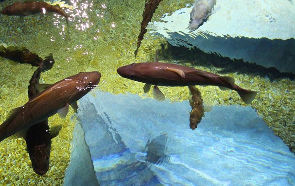 aquario_foto_de_cima