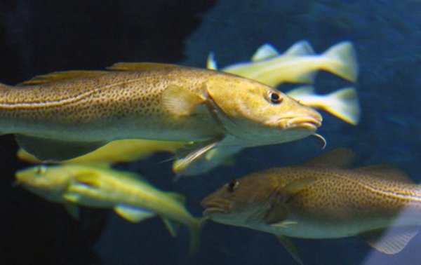 dia_do_aquario
