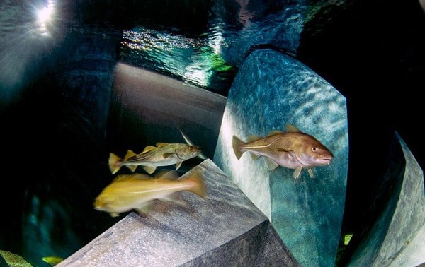 aquario