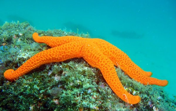 Estrela_do_mar