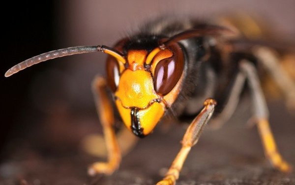 vespa_asiatica