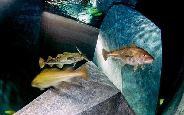 aquario_bacalhaus