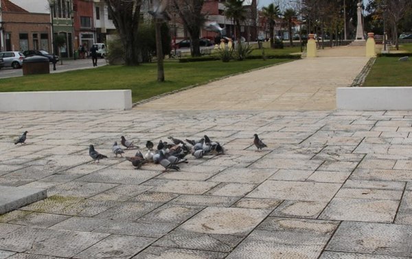 pombas