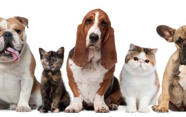 animais
