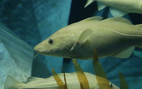 Aquario_dos_Bacalhaus