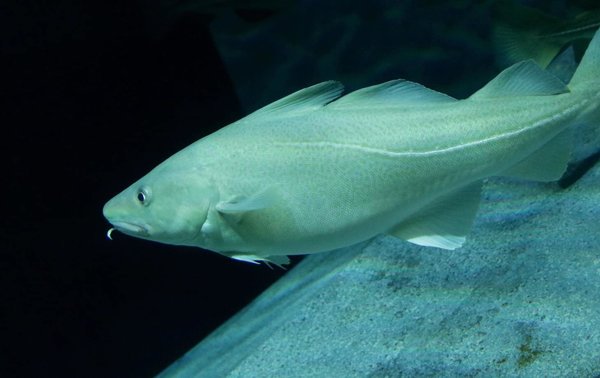 aquario_dos_bacalhaus