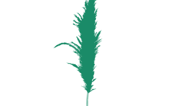 Erva-das-pampas