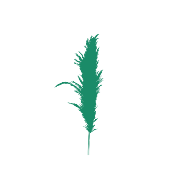 Erva-das-pampas