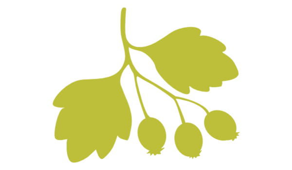 Pilriteiro