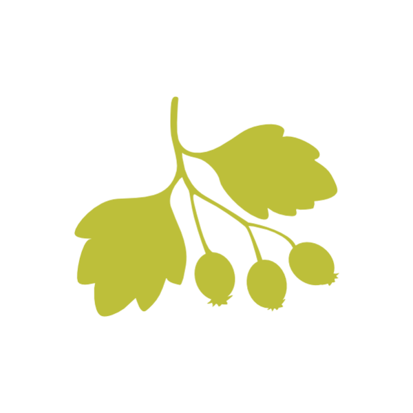 Pilriteiro