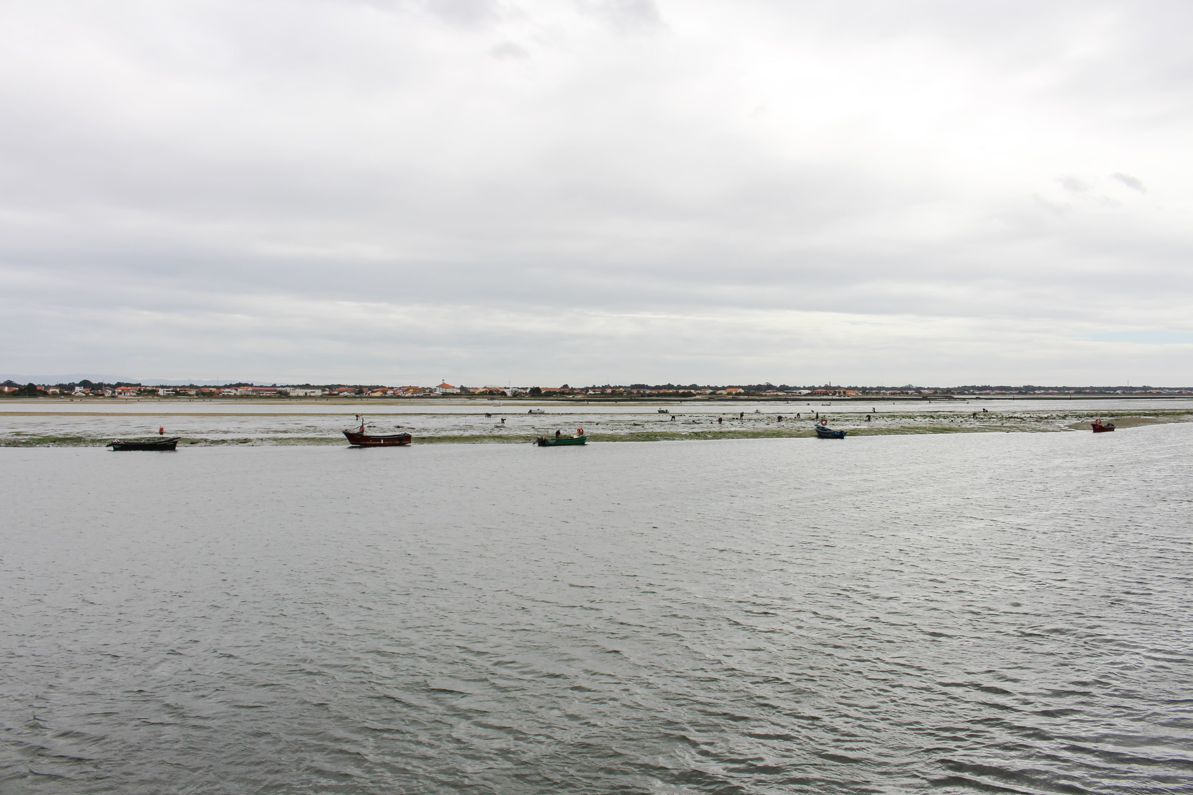 Atividade de apanha do marisco no Canal de Mira da Ria de Aveiro