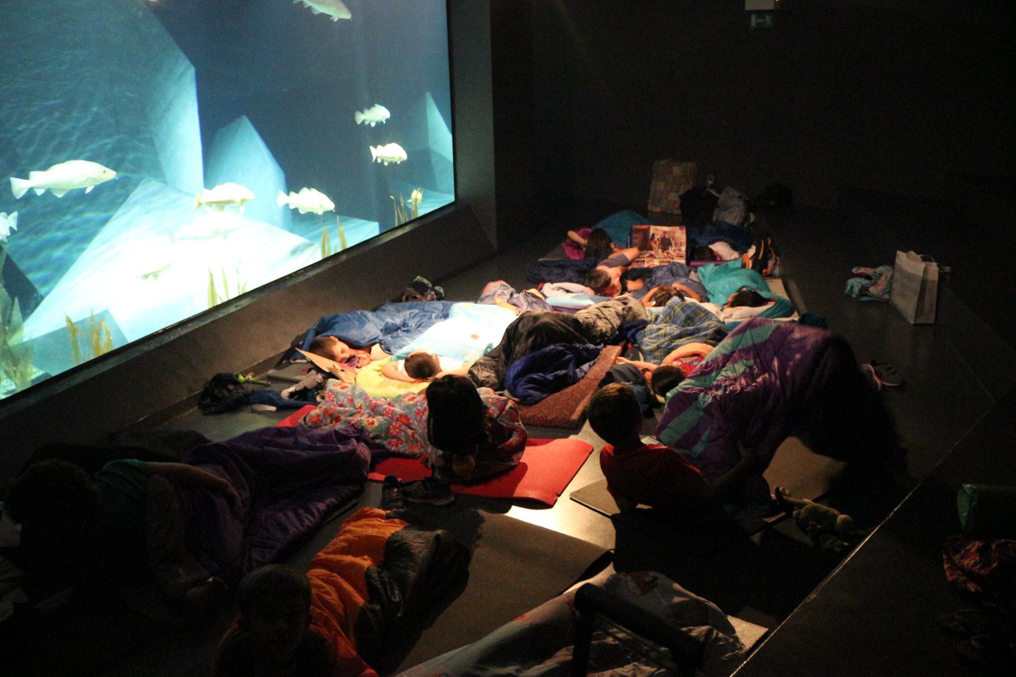 Noites no Museu - Dormir com os Bacalhaus ESGOTADO