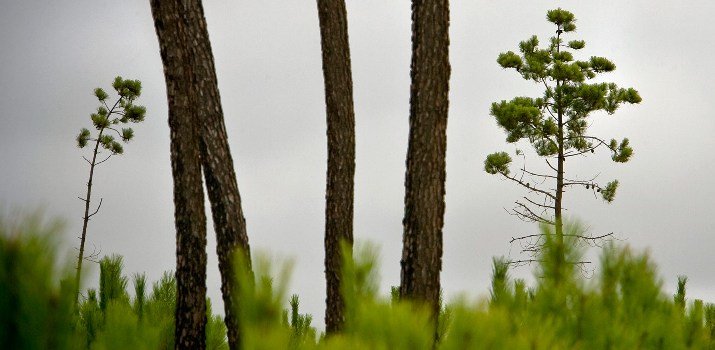 Comemoração Dia da Floresta Autóctone