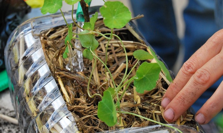 Ação «Agricultura Biológica em versão Caseira»