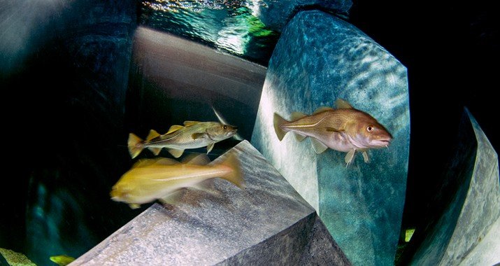 Protocolo para criação do CITAQUA assinado em Ílhavo