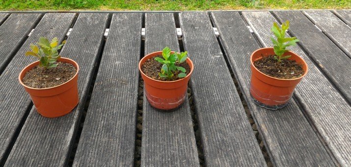 “Da Semente à Árvore” mostra trabalhos dos alunos participantes no Woodwatch