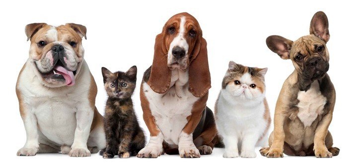 Câmara Municipal de Ílhavo promove Dia do Animal no CROACI