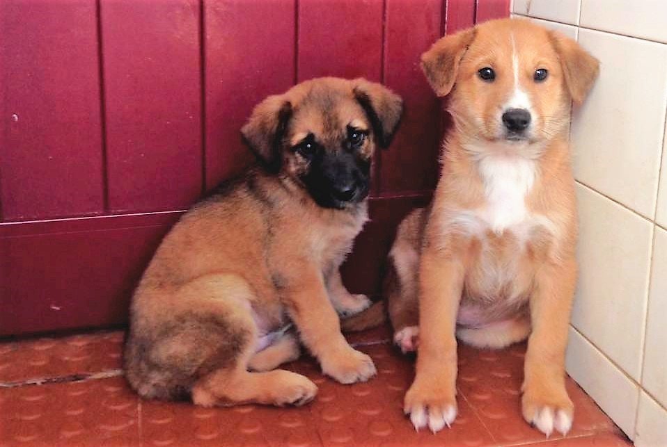 Nota de esclarecimento - Protocolo com Ordem dos Médicos Veterinários