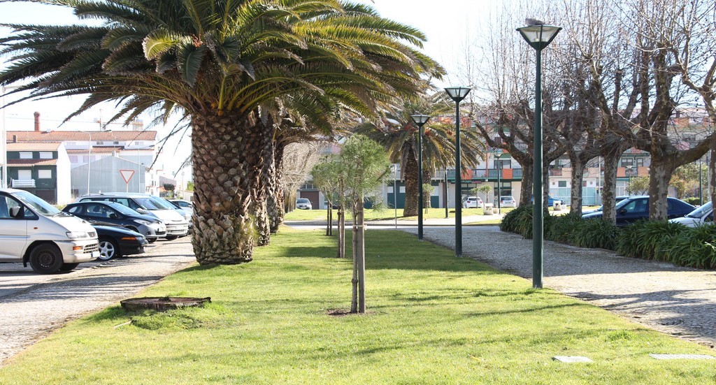 Câmara Municipal renova arborização nas Praias da Barra e da Costa Nova