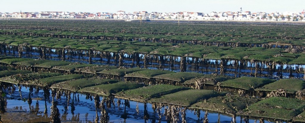 CMI questiona alargamento da área de exploração de Ostras no Canal de Mira, da Ria de Aveiro