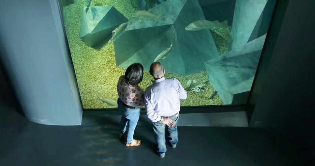 Museu Marítimo de Ílhavo celebra 7.º aniversário do Aquário dos Bacalhaus com diversas atividades