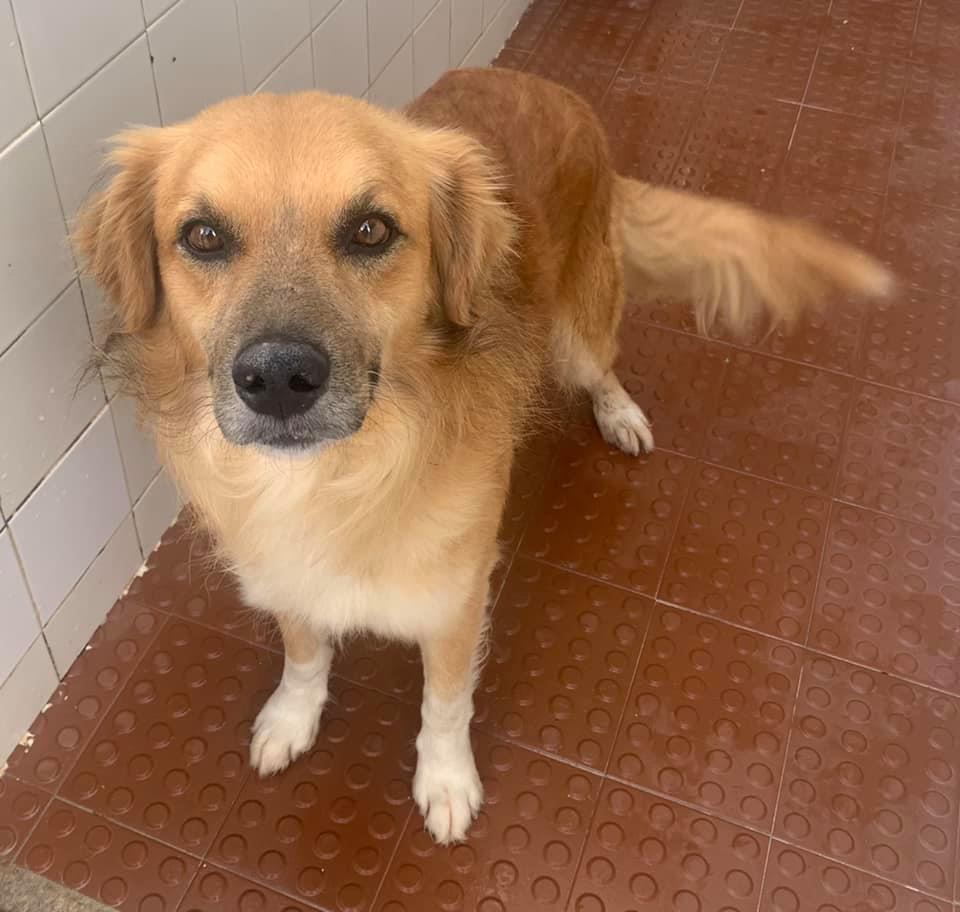 CROACI lança campanha gratuita de Identificação animal