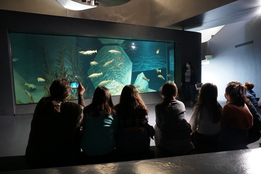 Museu Marítimo de Ílhavo dedica dia aberto aos professores