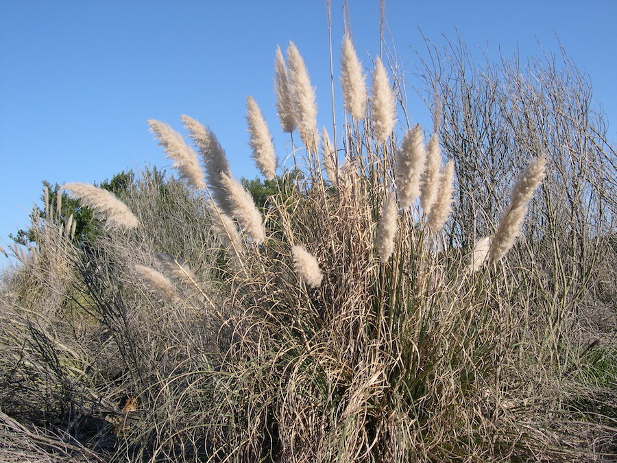 Município de Ílhavo integra o Life CoopCortaderia na campanha contra a erva-das-pampas