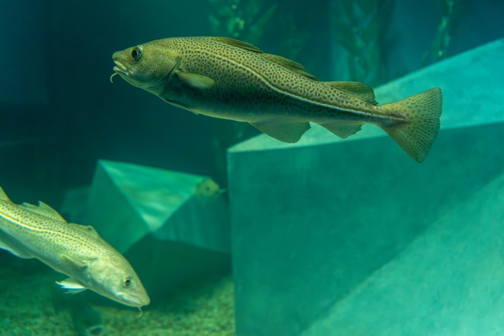 Museu Marítimo de Ílhavo reabre Aquário dos Bacalhaus