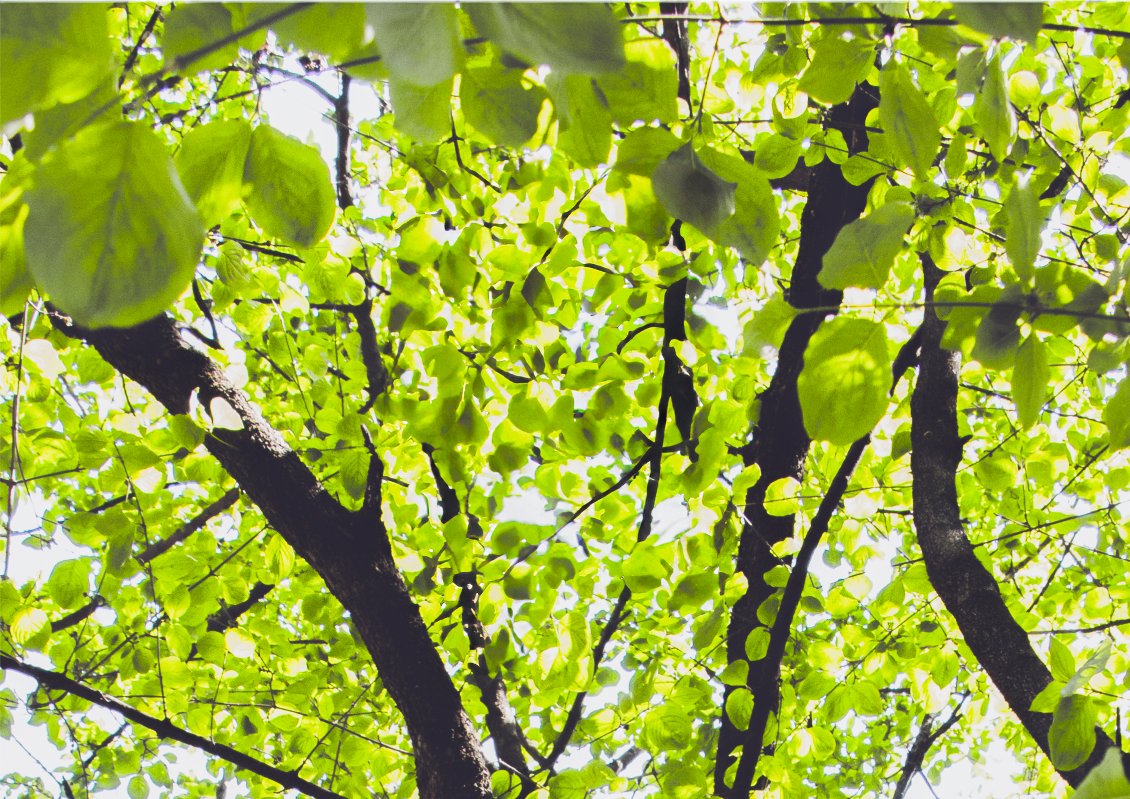 Apresentação pública do Inventário do Arvoredo Urbano