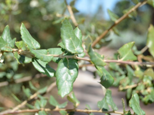 Sobreiro