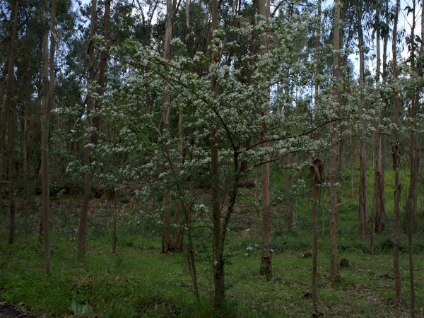 Pliriteiro 