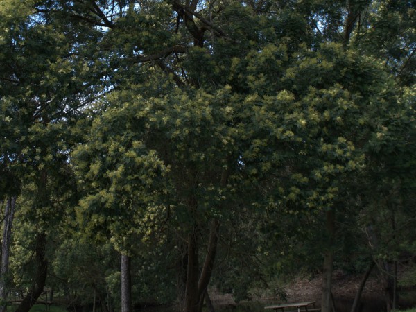 Acácia-mimosa 