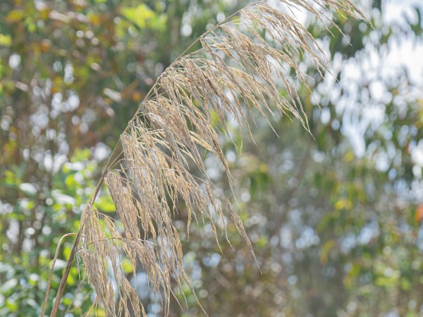 Erva-das-pampas 